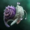 sea snail - evolution