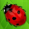ladybug - lovely lady