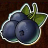 blueberries - taiga